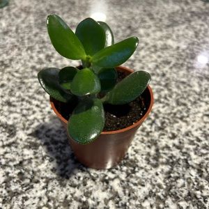 JADE PLANT ROOTED